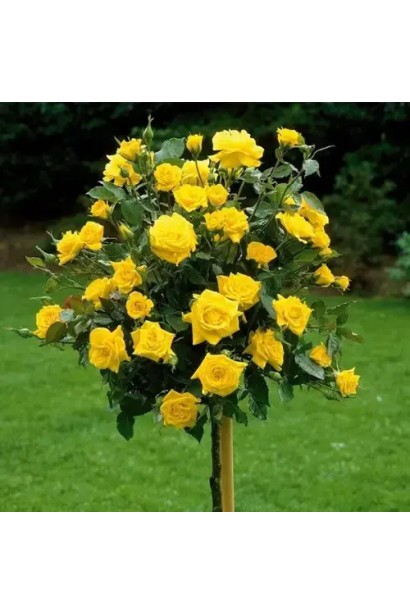 Штамбова жовта троянда для парадних квіткових композицій.